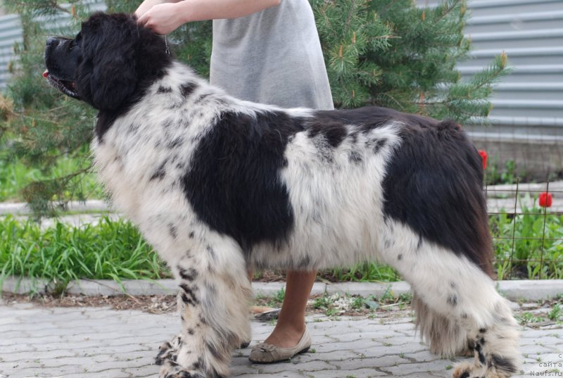 Фото: ньюфаундленд Флюфи Аваланч Смалл Стар Вилл Оутшине Алл (Fluffy Avalancn Small Star Will Outshine All)