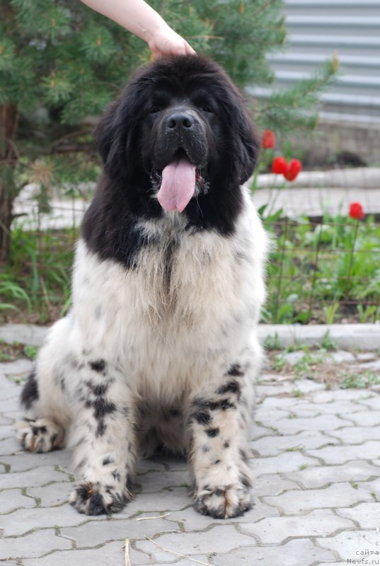 Фото: ньюфаундленд Флюфи Аваланч Смалл Стар Вилл Оутшине Алл (Fluffy Avalancn Small Star Will Outshine All)