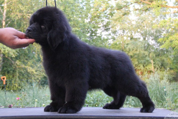 Фото: ньюфаундленд Чудо Чойс Звездного Дара с Берега Дона (Chudo Choice Zvezdnyj Dar s Berega Dona)