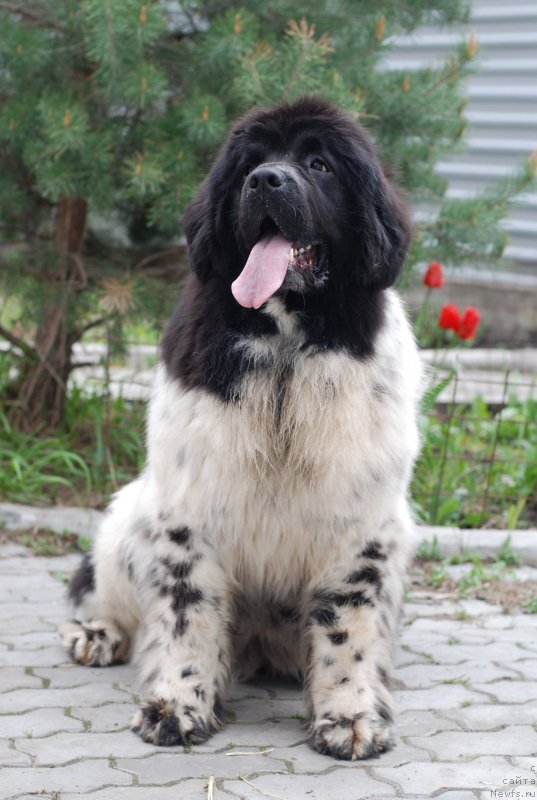 Фото: ньюфаундленд Флюфи Аваланч Смалл Стар Вилл Оутшине Алл (Fluffy Avalancn Small Star Will Outshine All)