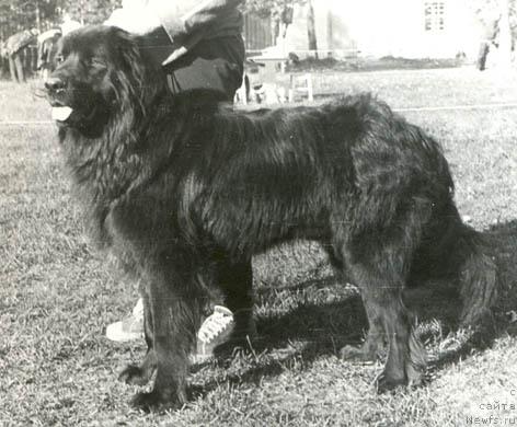 Фото: ньюфаундленд Мавр