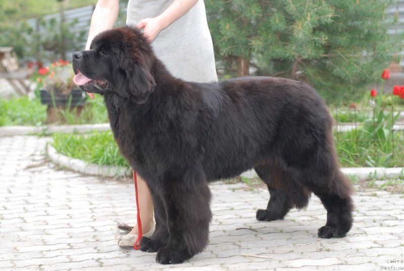 Фото: ньюфаундленд Флюфи Аваланч Эксклюсиве Дрим (Fluffy Avalanch Exclusive Dream)