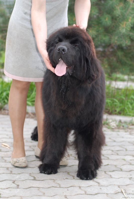 Фото: ньюфаундленд Флюфи Аваланч Эксклюсиве Дрим (Fluffy Avalanch Exclusive Dream)