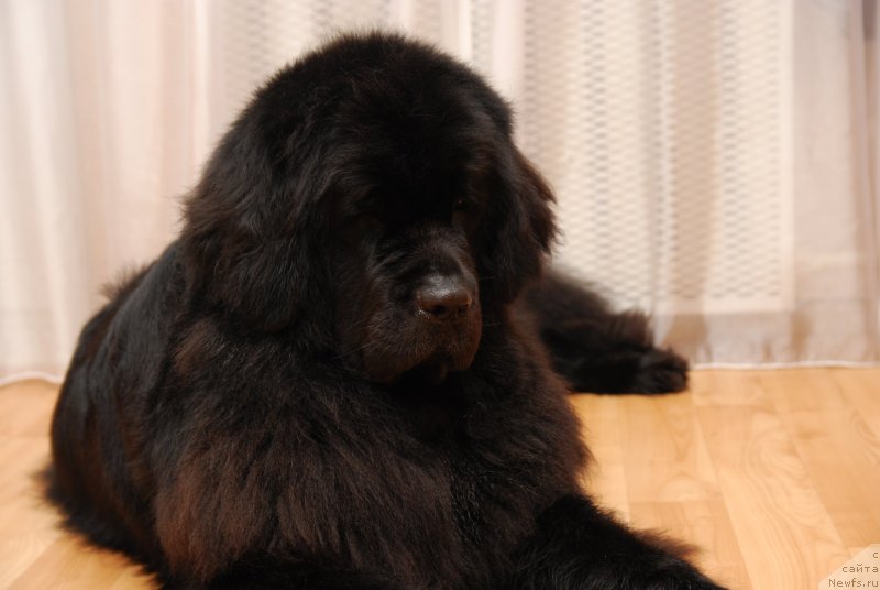 Фото: ньюфаундленд Формула Любви от Сибирского Медведя