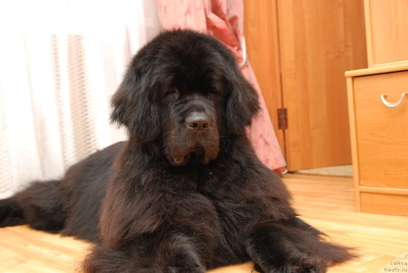 Фото: ньюфаундленд Формула Любви от Сибирского Медведя