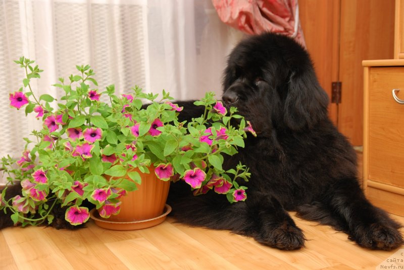 Фото: ньюфаундленд Формула Любви от Сибирского Медведя