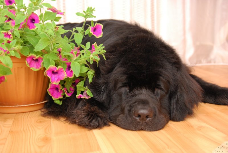 Фото: ньюфаундленд Формула Любви от Сибирского Медведя
