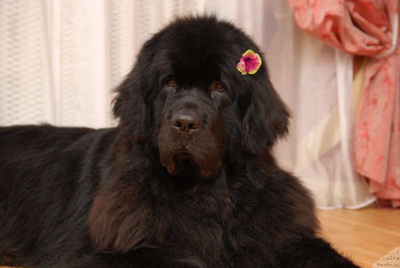Фото: ньюфаундленд Формула Любви от Сибирского Медведя