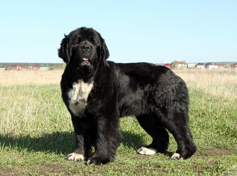 Фото: ньюфаундленд Икона Стиля