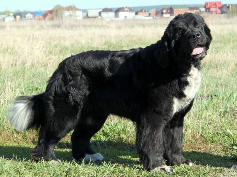 Фото: ньюфаундленд Икона Стиля