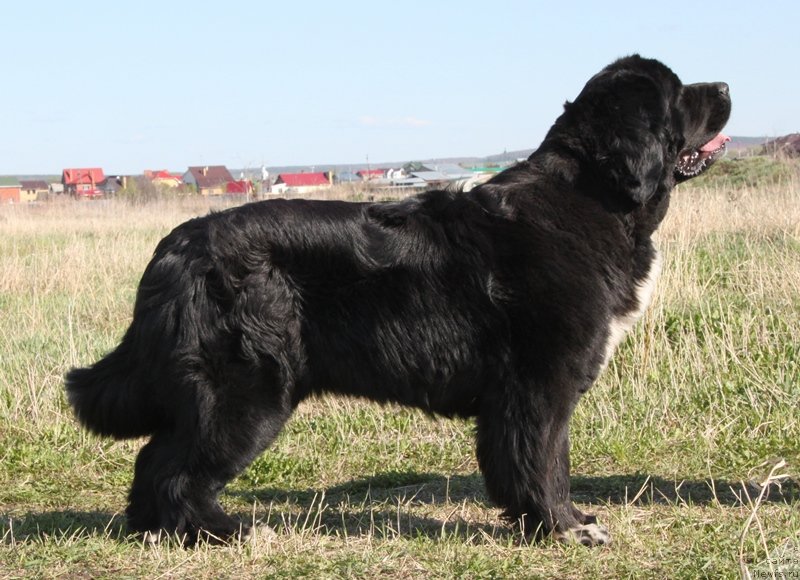 Фото: ньюфаундленд Икона Стиля