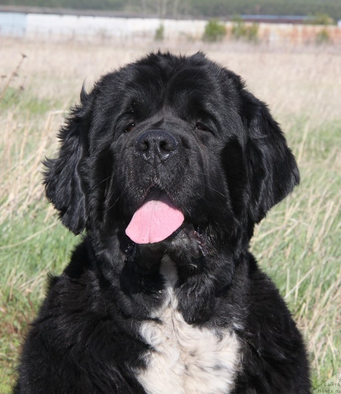 Фото: ньюфаундленд Икона Стиля