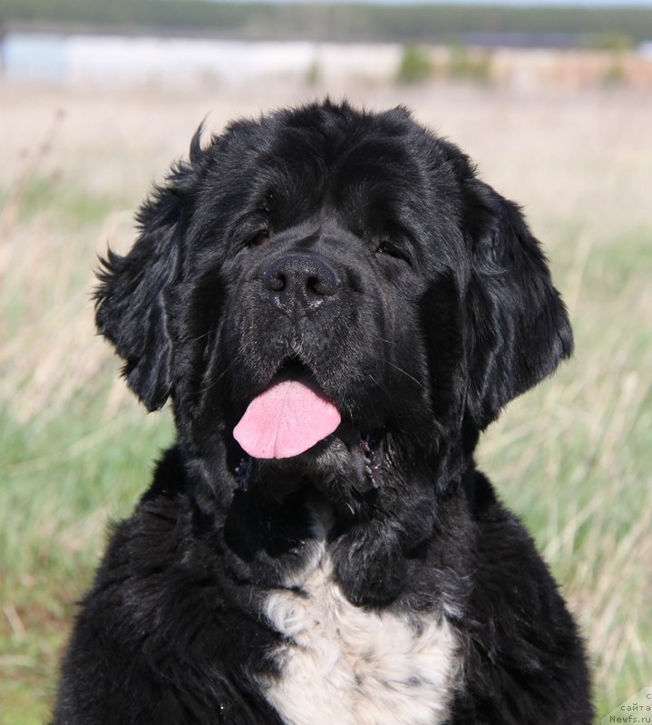 Фото: ньюфаундленд Икона Стиля