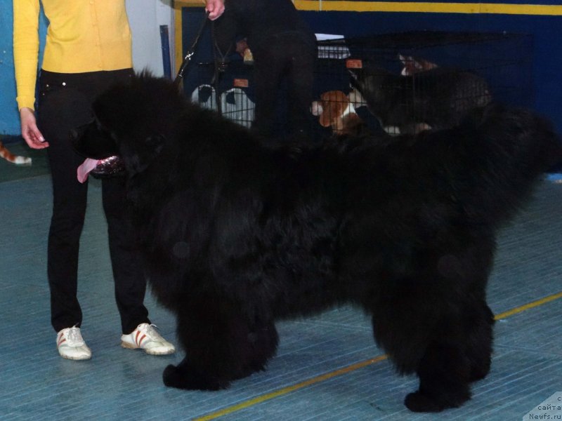 Фото: ньюфаундленд Мистер Форте Импрессионе (Mister Forte Impressione)