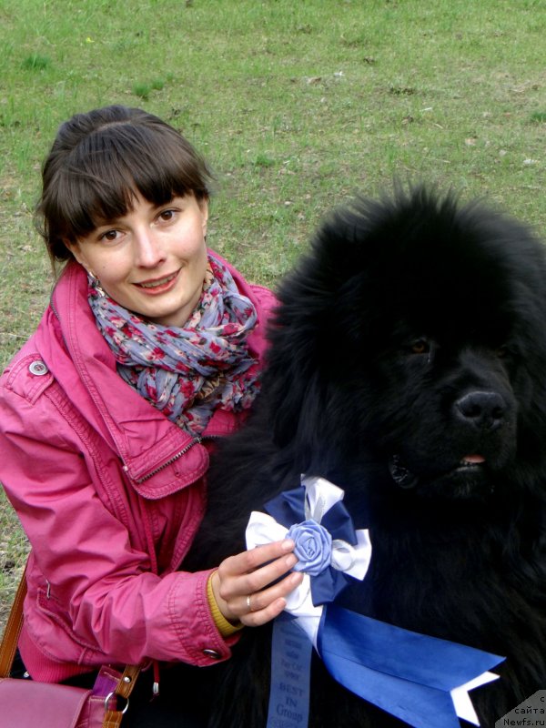 Фото: ньюфаундленд Мистер Форте Импрессионе (Mister Forte Impressione)