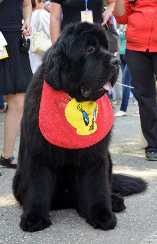 Фотография № 125542