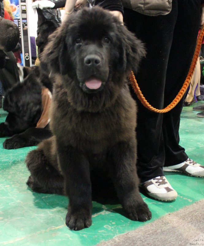 Фото: Багира