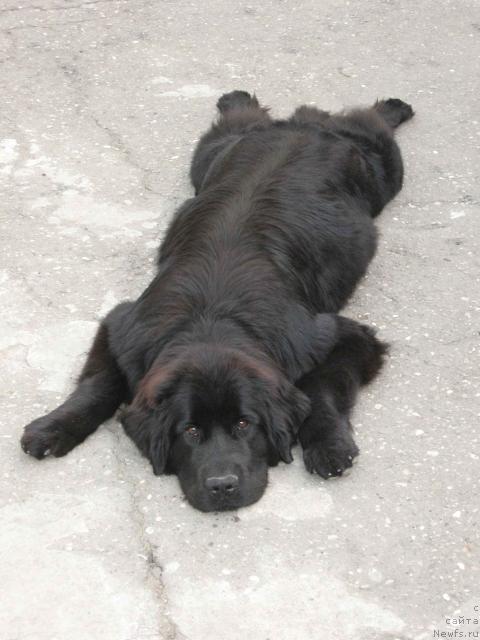 Фото: ньюфаундленд Искрящаяся Радость с Берега Дона