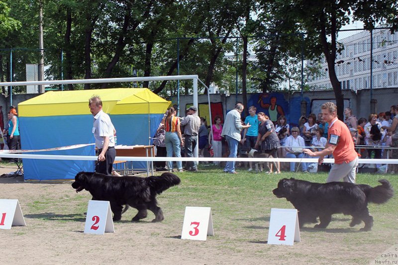 Фото: ньюфаундленд Бэлла Мосс Беатриче, ньюфаундленд Ариадна Вейк (Ariadna Veik)