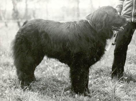 Фото: ньюфаундленд Винилия Золь