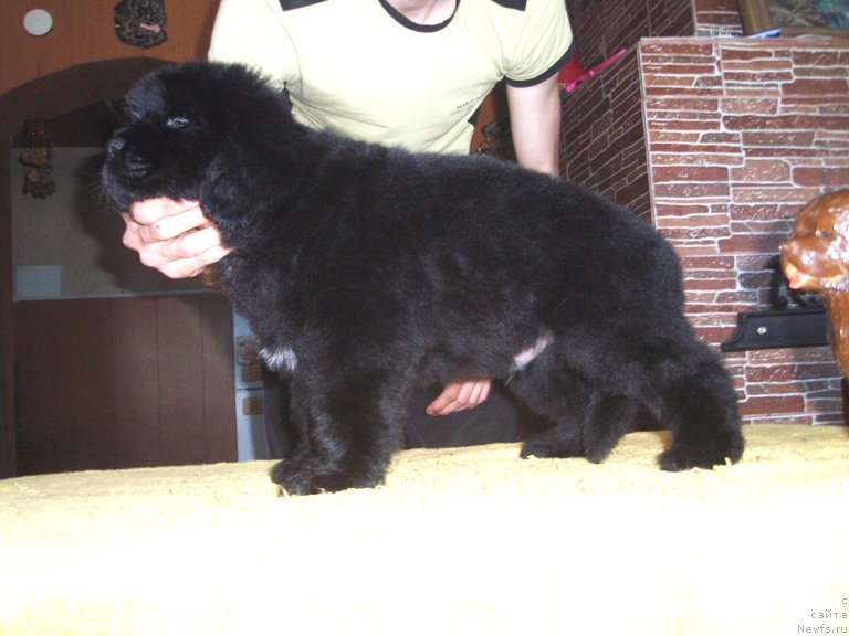 Фото: ньюфаундленд Ван Дейк Барон