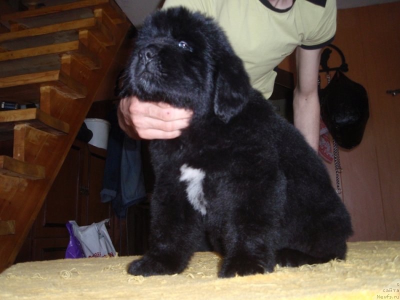 Фото: ньюфаундленд Ван Дейк Барон
