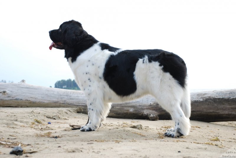 Фото: ньюфаундленд Фиаметтахауз Нунки (Fiamettahauz  Nunki)