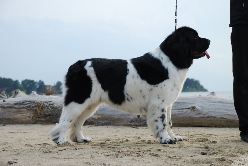 Фото: ньюфаундленд Фиаметтахауз Нунки (Fiamettahauz  Nunki)