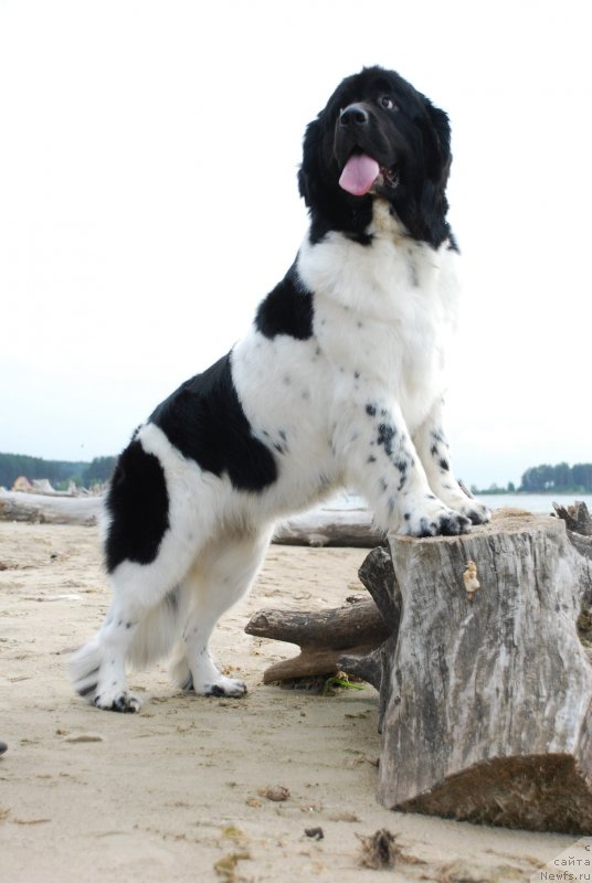 Фото: ньюфаундленд Фиаметтахауз Нунки (Fiamettahauz  Nunki)