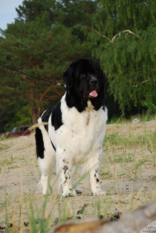 Фото: ньюфаундленд Фиаметтахауз Нунки (Fiamettahauz  Nunki)