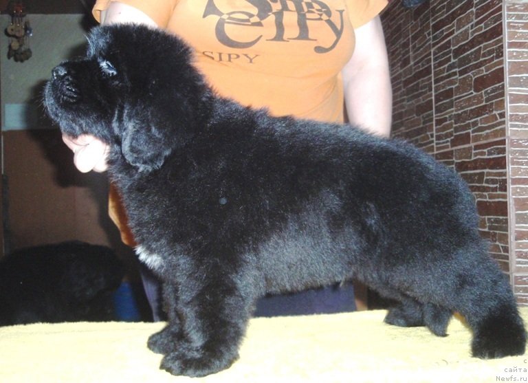 Фото: ньюфаундленд Вин Дизель для Ньюфорт