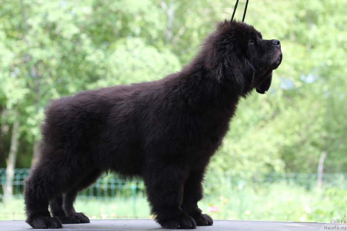 Фото: ньюфаундленд Черный Чанк с Берега Дона (Chernyj Chank s Berega Dona)