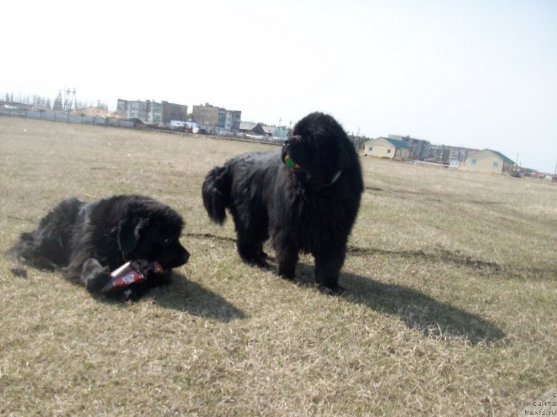 Фото: ньюфаундленд Карат из Медвежьего Яра (Karat iz Medvejyego Yara), ньюфаундленд Ярада из Сибирской Глубинки (Yarada iz Sibirskoy Glubinki)