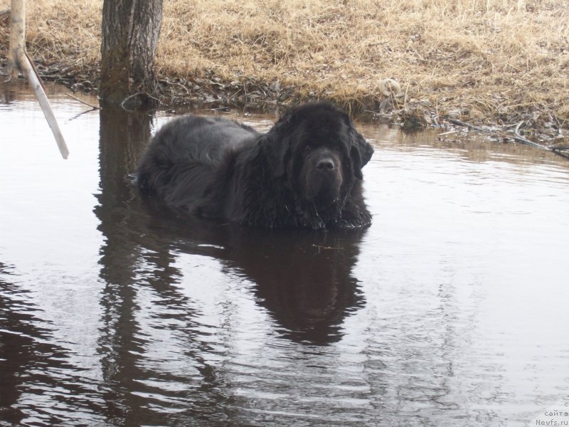 Фото: ньюфаундленд Ярада из Сибирской Глубинки (Yarada iz Sibirskoy Glubinki)