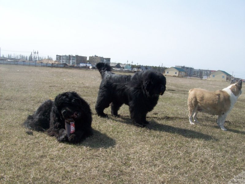 Фото: ньюфаундленд Ярада из Сибирской Глубинки (Yarada iz Sibirskoy Glubinki), ньюфаундленд Карат из Медвежьего Яра (Karat iz Medvejyego Yara), Дина