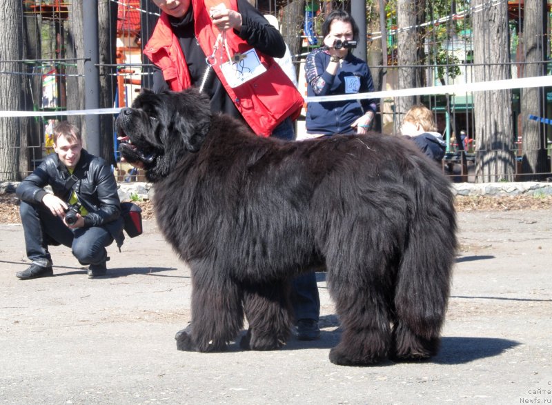 Фото: ньюфаундленд Ньюфорт Фидель (Njufort Fidel)