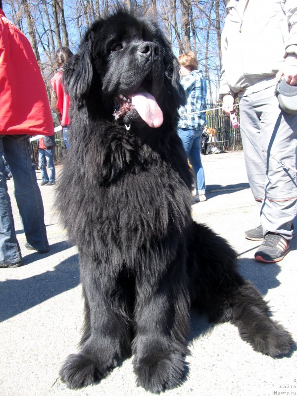 Фото: ньюфаундленд Их Высочество Владлена Маджикс