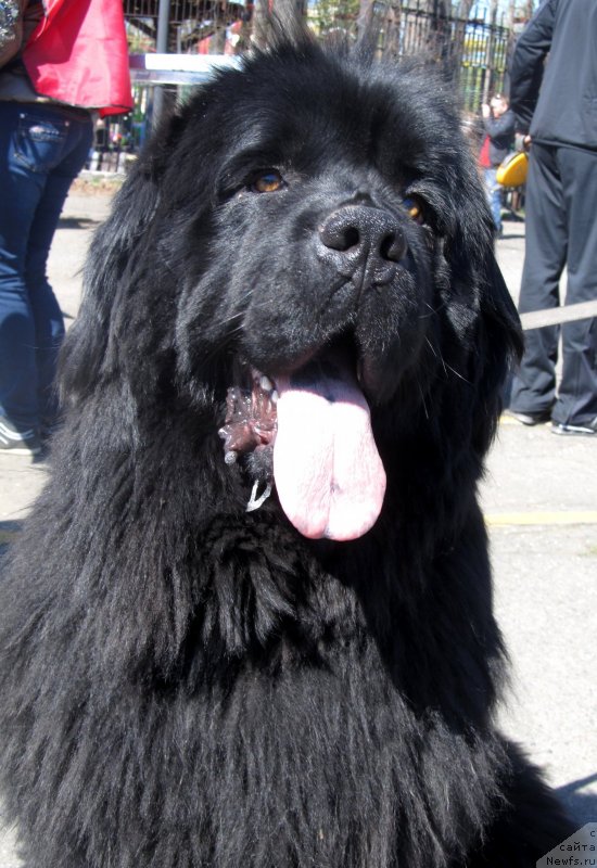 Фото: ньюфаундленд Их Высочество Владлена Маджикс