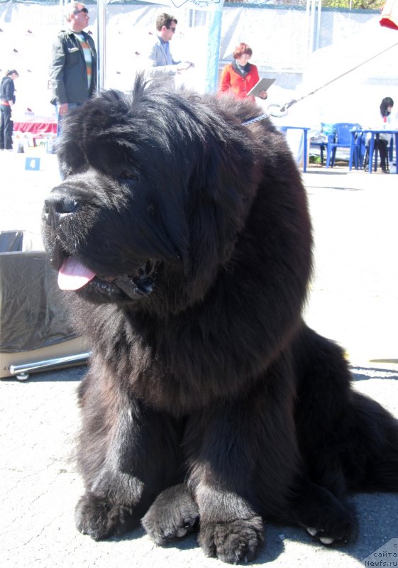 Фото: ньюфаундленд Ньюфорт Фидель (Njufort Fidel)
