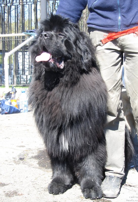 Фото: ньюфаундленд Ньюфорт Фараон Аю-Воробей от Шален