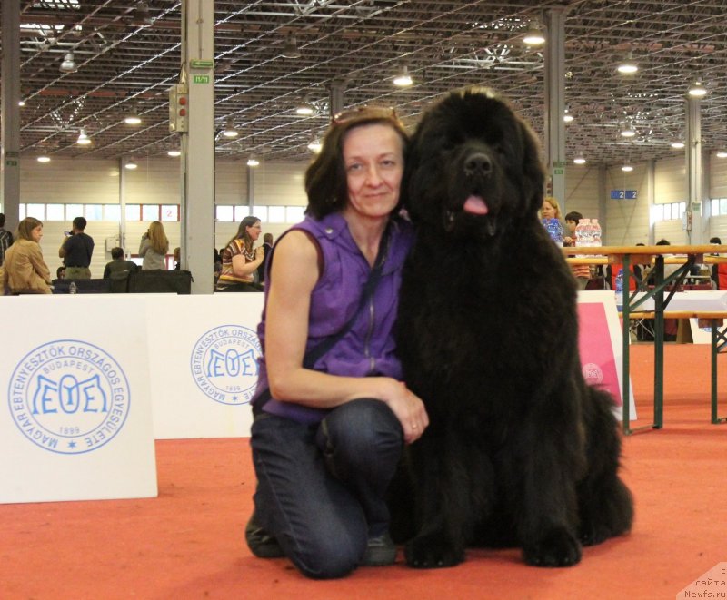 Фото: Ольга Королева, ньюфаундленд Акватория Келвин Ультиматум (Aquatoriya Kelvin Ultimatum)