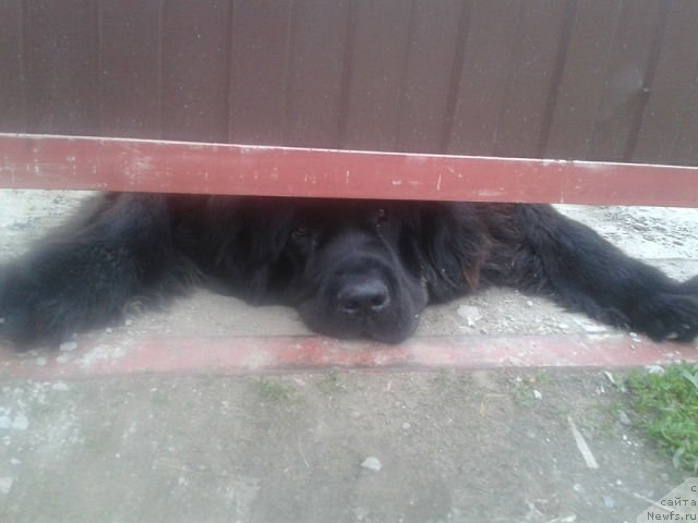 Фото: ньюфаундленд Кумир Сибири от Марлеон Дусвик