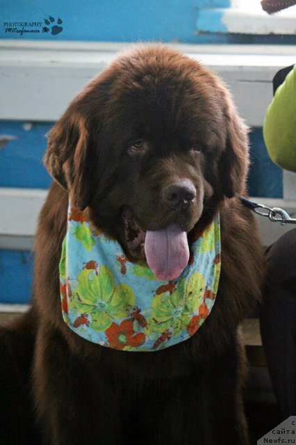 Фото: ньюфаундленд Фактурный Фрукт с Берега Дона (Fakturnyi Frukt s Berega Dona)