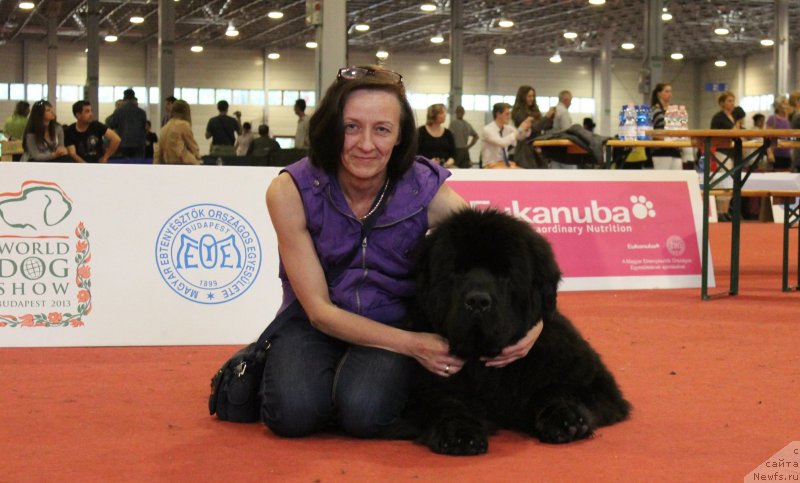 Фото: Ольга Королева, ньюфаундленд Акватория Келвин Ультиматум (Aquatoriya Kelvin Ultimatum)