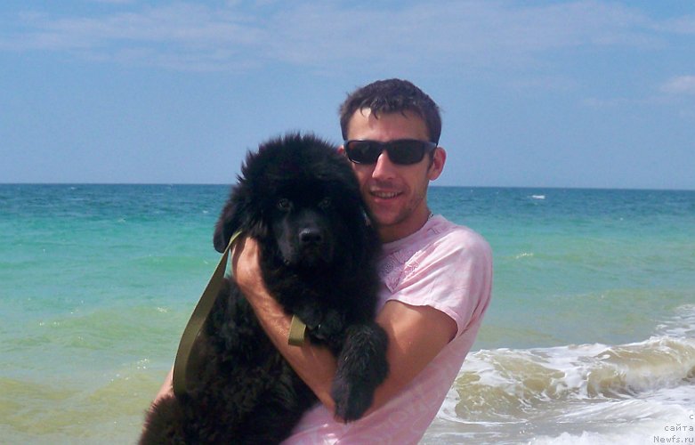 Фото: ньюфаундленд Сан Шейх Бавария Бель (Sun Sheikh Bavariya Belle)