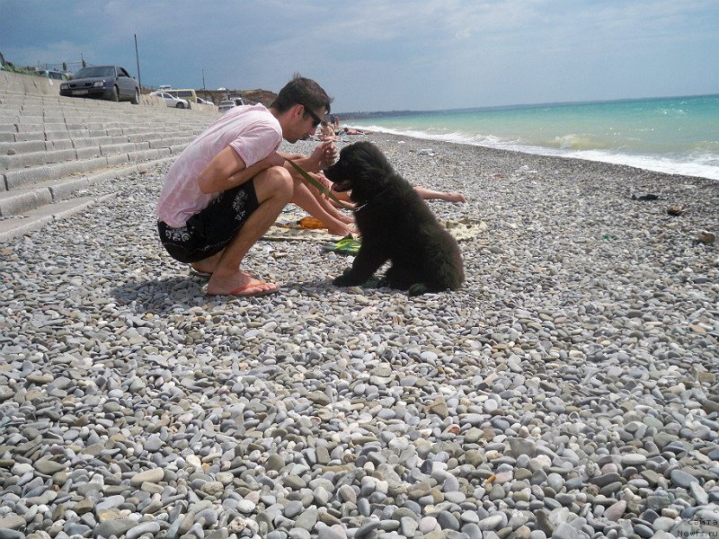 Фото: ньюфаундленд Сан Шейх Бавария Бель (Sun Sheikh Bavariya Belle)