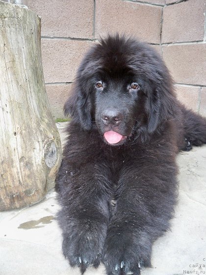 Фото: ньюфаундленд Сан Шейх Бавария Бель (Sun Sheikh Bavariya Belle)