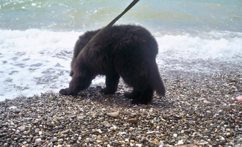 Фото: ньюфаундленд Сан Шейх Бавария Бель (Sun Sheikh Bavariya Belle)