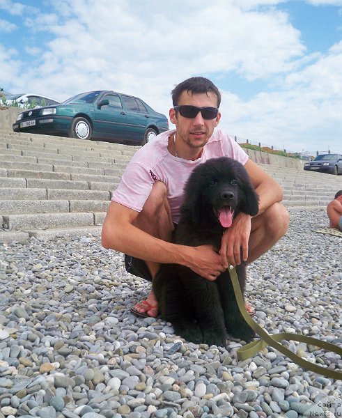 Фото: ньюфаундленд Сан Шейх Бавария Бель (Sun Sheikh Bavariya Belle)