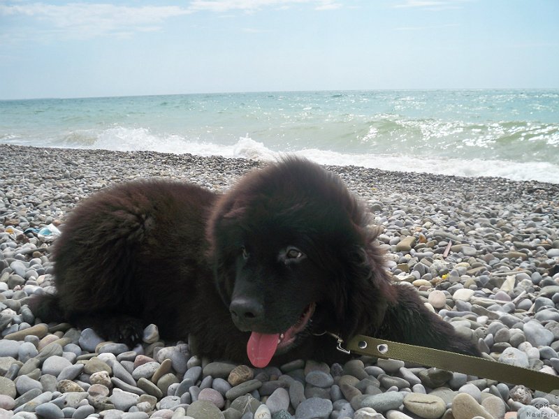 Фото: ньюфаундленд Сан Шейх Бавария Бель (Sun Sheikh Bavariya Belle)